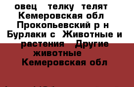 овец , телку, телят - Кемеровская обл., Прокопьевский р-н, Бурлаки с. Животные и растения » Другие животные   . Кемеровская обл.